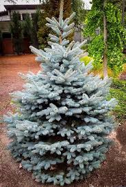Picea pungens Baby Blue Spruce-10gal