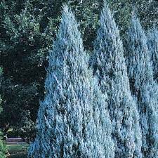 Juniper  scopulorum 'Moffat Blue' -125cm