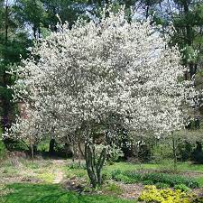 Amelanchier clump serviceberry-15gal