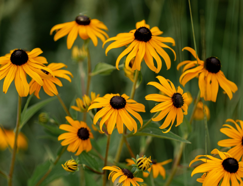 Goldblitz Black Eyed Susan 1gal