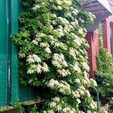 Climbing hydrangea 1gal