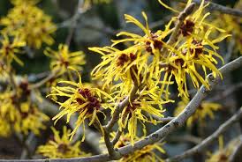 Common Witch hazel 2gal