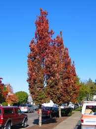 Oak Culumnar 'Crimson Spire' #7