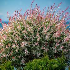 Dappled Willow-Flamingo 5gal shrub