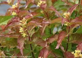 Diervilla 'Kodiak Orange' (Honeysuckle) 2gal