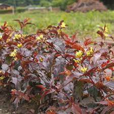 Diervilla Nightglow (Honeysuckle) 2gal