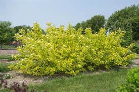 Neon Burstâ„¢ Dogwood-2gal