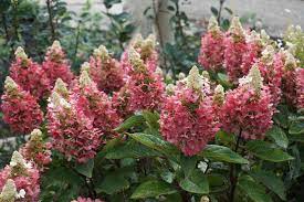 blue jangles hydrangea 2gal