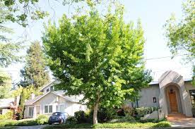 ginkgo biloba (maiden hair)#15