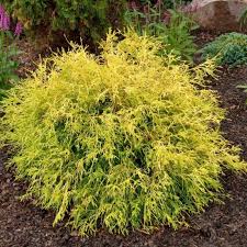 Cypress-Golden Mop-2gal
