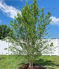 Heritage River Birch Single Stem