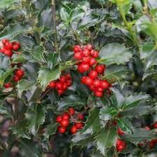 Holly- Prince/Princess Combo - 3gal