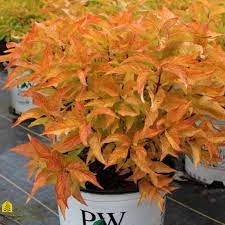 Honeysuckle  Goldflame -2gal