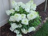 Hydrangea paniculata BOBO 2gal