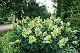 hydrangea limelight PRIME 2gal