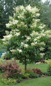 Ivory Silk tree 15gal H