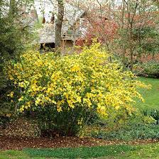 Kerria japanese 'Pleniflora' 2gal