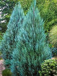 Juniper-Moonglow - 7gal