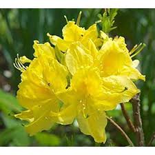 azalea "lemon lights' 2gal