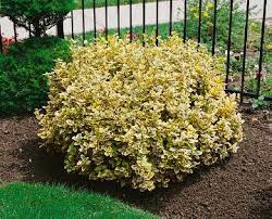 Emerald Gaiety Euonymus 2gal