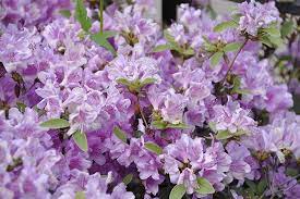 Azalea exbury 'Lilac Lights'-2gal