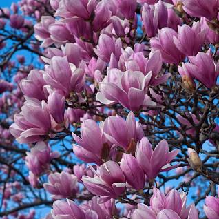 Magnolia 'Royal Star' 5gal