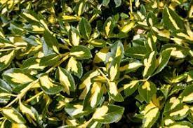 Euonymus  Moonshadow 2gal