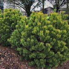 Pine 'Mugo' 1gal