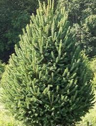 Spruce  North Pole Columnar White    #7