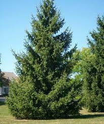 Picea abies Norway Spruce-5gal