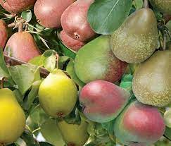 Pear-Combo-7gal