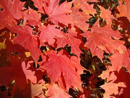 Maple  Powder Keg Sugar -15gal