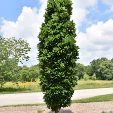 Oak 'Kindred Spirit' 7gal