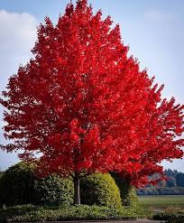 Maple red Acer Rubrum #7