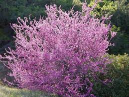 Redbud-Shrub Form 5gal