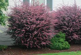 Rose Glow Barberry 3gal