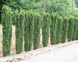 Sky Pencil Japanese Holly 2gal