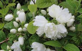 Min. Snowflake Dwarf Mock Orange 2gal