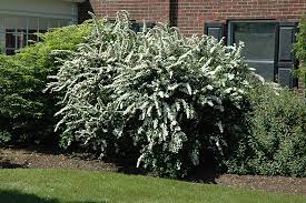 Spirea-Bridal Wreath 5gal