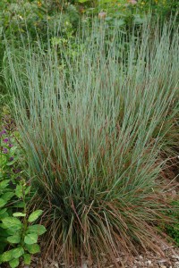 grass  Standing Ovation Little Bluestem-1gal