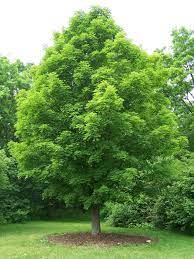Sugar Maple #7W