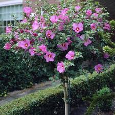 Woodbridge Rose of Sharon Standard 5gal