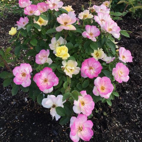 Rose peach lemonade 2gal