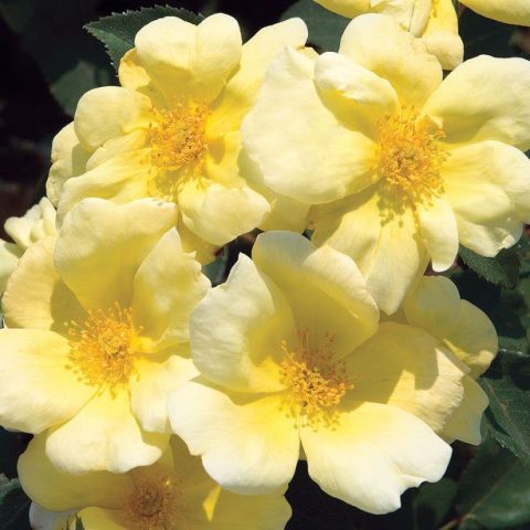 Rosa 'The sunny Knock Out' Standard 3gal