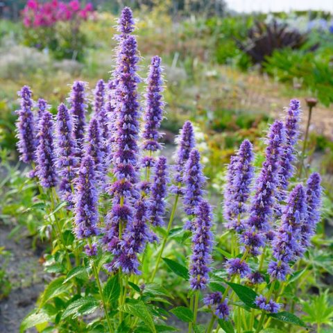 Agastache- Blue Fortune (Hyssop) - 1gal
