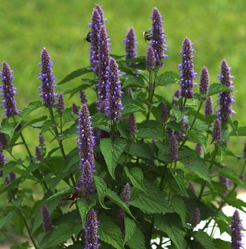 Agastache-( hyssop) Foeniculum-1gal