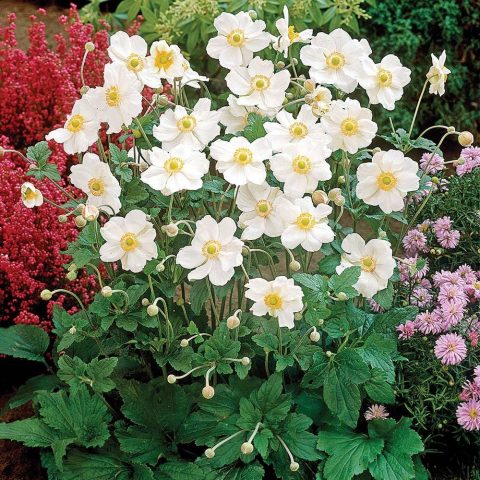 Anemone-Honorine Jobert -1gal