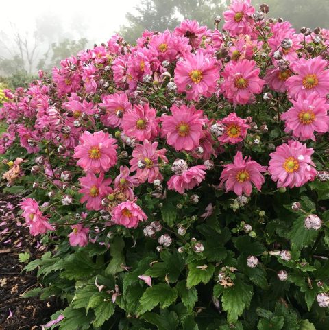 Anemone-Sweetly - 1gal