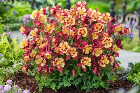 Aquilegia Early Bird (columbine) 'Red  Yellow'-1gal