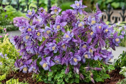 Aquilegia Early Bird(columbine) 'Purple  Blue'-1gal